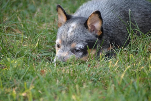 HOLY - female - 7 weeks old